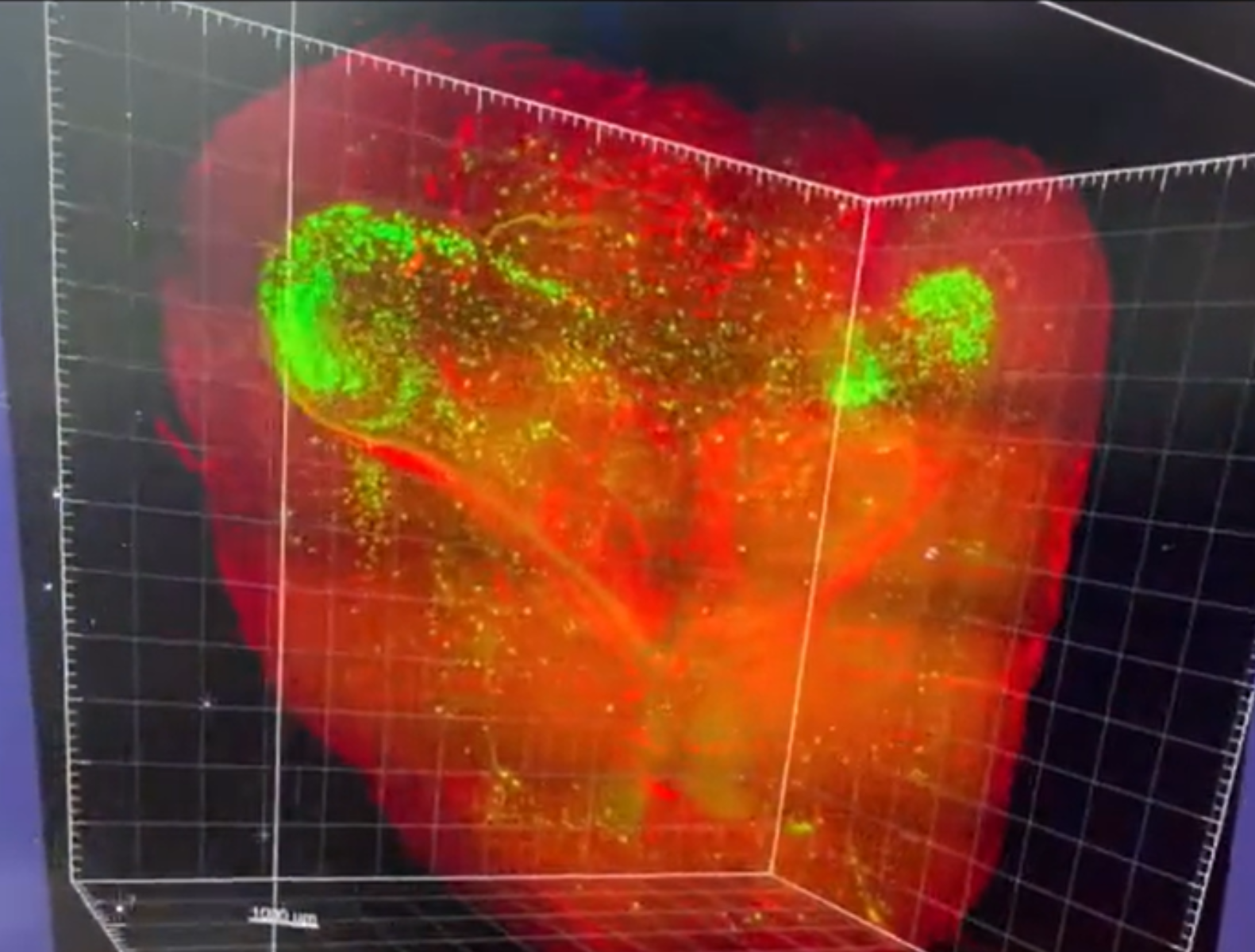 Neuron-Glia Interactions