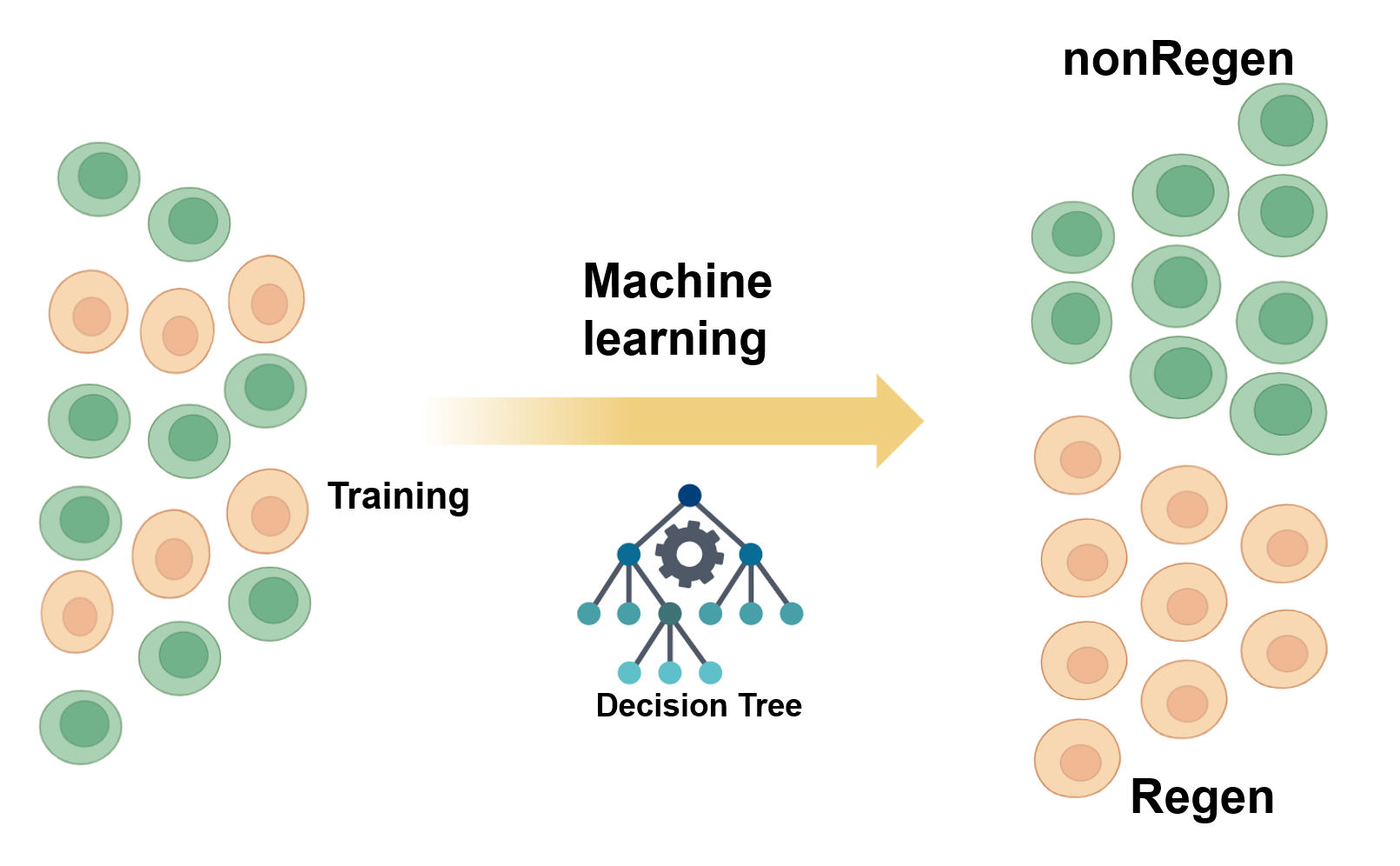 Translational Research